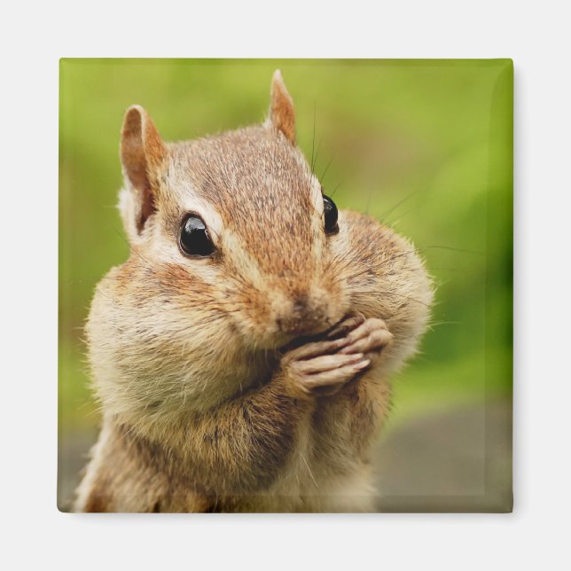 Aimant Chipmunk (Devant)