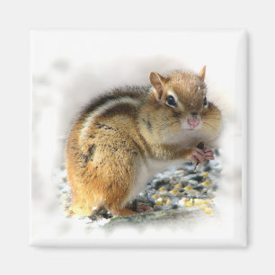 Aimant Chipmunk