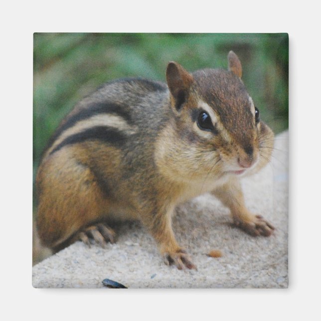 Aimant Chipmunk Cheeks (Devant)