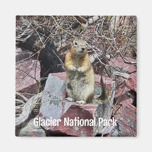 Aimant Chipmunk dans le parc national des Glaciers