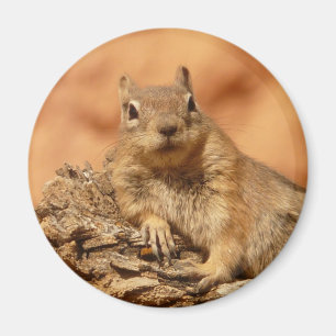 Aimant Chipmunk drôle allongé sur un rocher