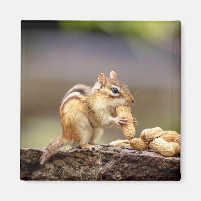 Aimant Chipmunk mange une cacahuète (Devant)