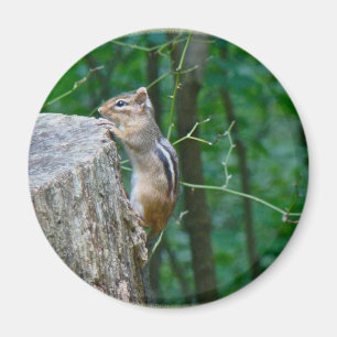 Aimant Chipmunk oriental sur Stump