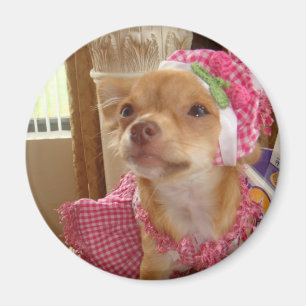 Aimant chiwawa dans l'aimant rose