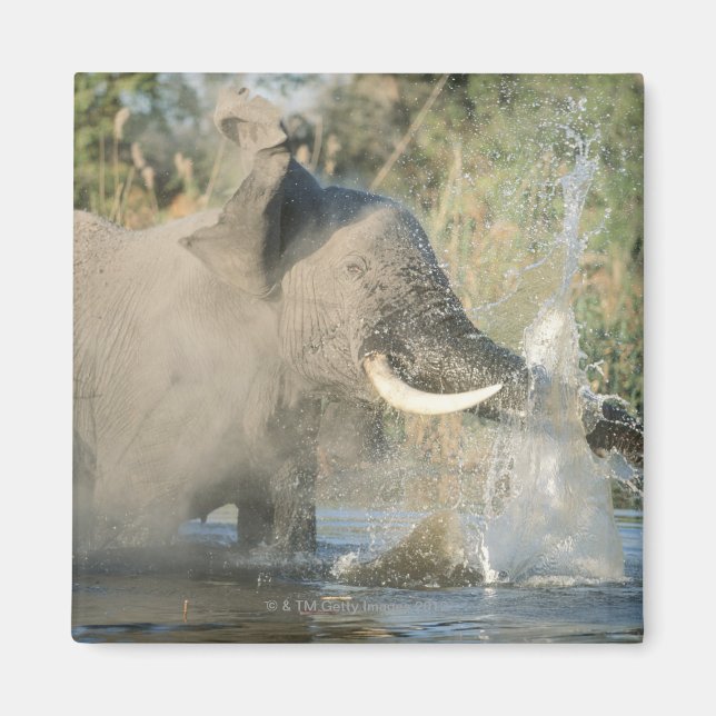 Aimant Chobe River, Botswana, Afrique (Devant)