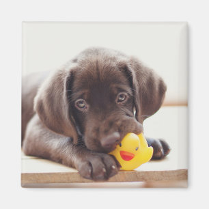 Aimant Chocolat Labrador Chiot Avec Canard De Jouet