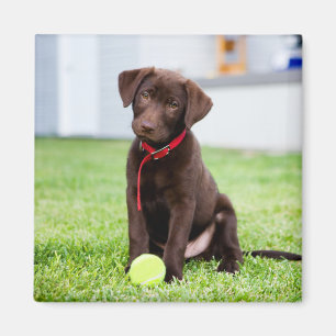 Aimant Chocolat Labrador Puppy Avec Tennis Ball
