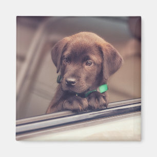 Aimant Chocolat Labrador Puppy In Car