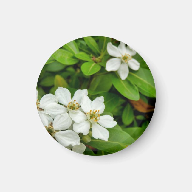 Aimant Choisya Ternata (Devant)