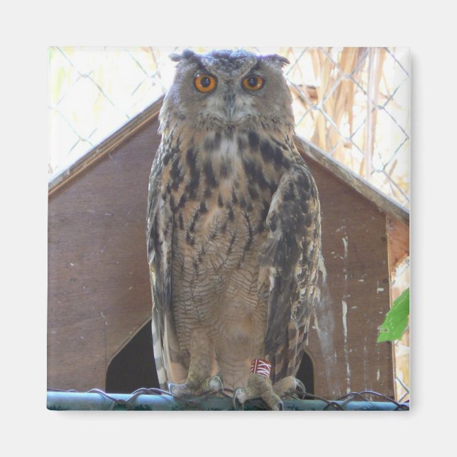 Aimant Chouette étoilée (Devant)