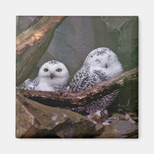 Aimant Chouette Harfang Couple Art Bois Faune