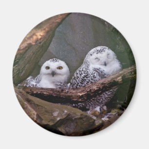 Aimant Chouette Harfang Couple Art Bois Faune