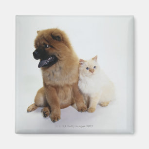 Aimant Chow et chat blanc assis ensemble
