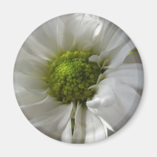 Aimant Chrysanthème blanc