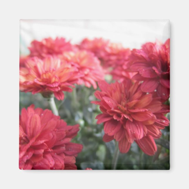 Aimant Chrysanthèmes doux (Devant)