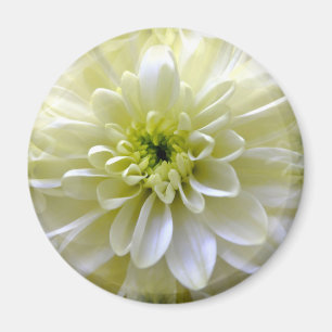 AIMANT CHRYSANTHEMUM