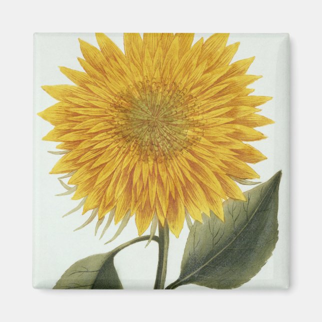 Aimant Chrysanthemum Indicum from 'Pythanthoza Iconograph (Devant)