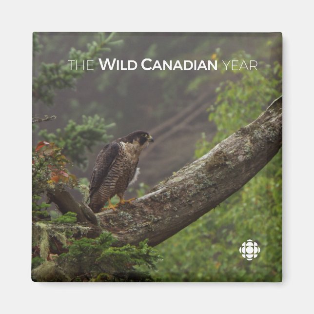 Aimant Chute - Faucon pèlerin (Devant)