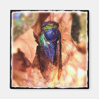 Aimant Cicada