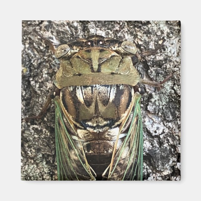 Aimant Cicada (Devant)