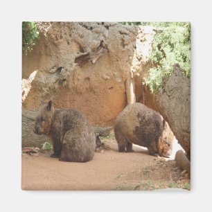 Aimant Ciel de wombat