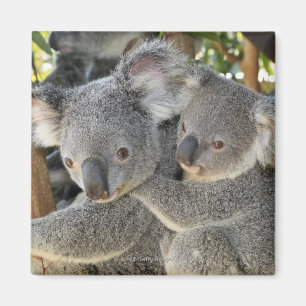 Aimant Cinereus Queensland de Phascolarctos de koala.
