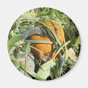 Aimant Citrouille sur la vigne Photographie de la nature