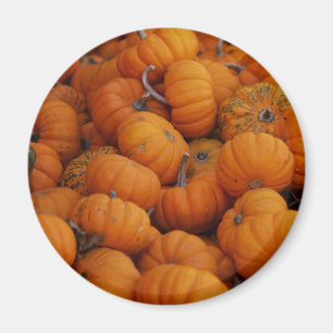 Aimant citrouilles
