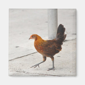 Aimant Clé Poulet Occidental Sur Le Trottoir Floride Magn
