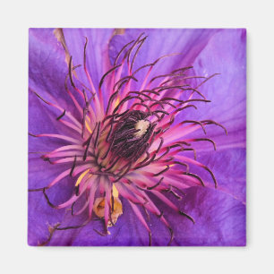 AIMANT CLEMATIS