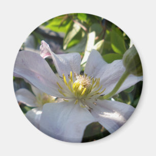 Aimant Clematis II blanc