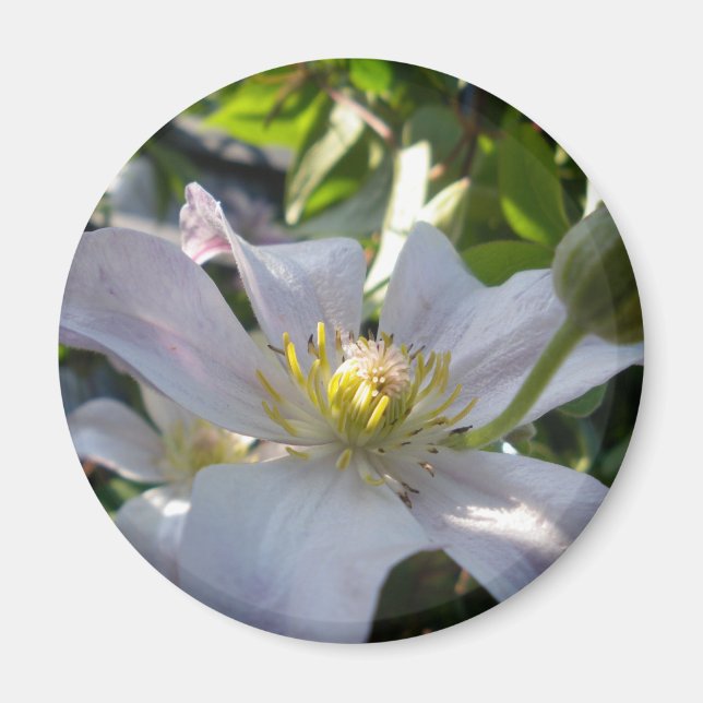 Aimant Clematis II blanc (Devant)