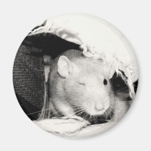 Aimant Cligner de l'oeil le rat