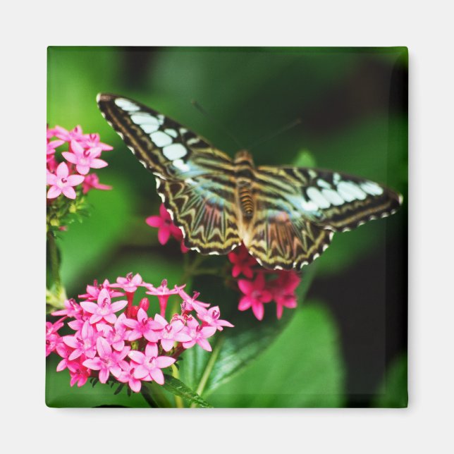 Aimant Clipper sur Pentas 1 (Devant)