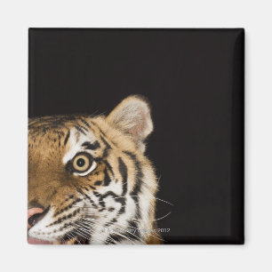 Aimant Close up of roaring tiger's face