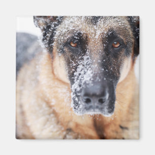 Aimant Closeup De Berger Allemand Couvert De Neige