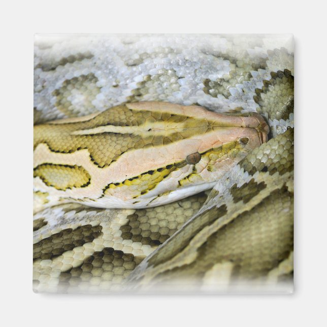 Aimant Closeup de python indien (Devant)