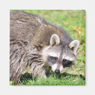Aimant Closeup de Raccoon