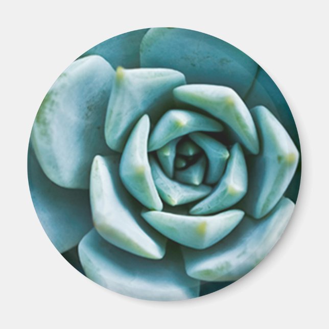 Aimant Closeup Succulent (Devant)