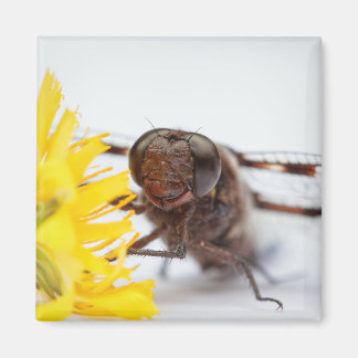 Aimant Closeuse libellule face et jaune Dandelion fleur