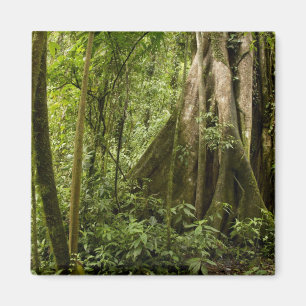 Aimant Cloud forest, Peace Rain Forest, Costa Rica