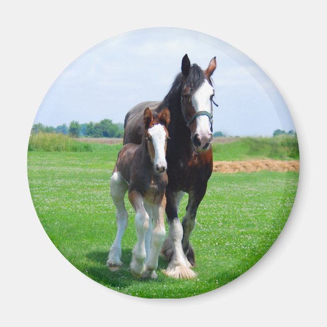Aimant Clydesdale et Filly (Devant)