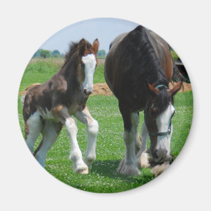 Aimant clydesdale et pouliche