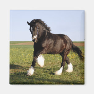 Aimant Clydesdale Horse
