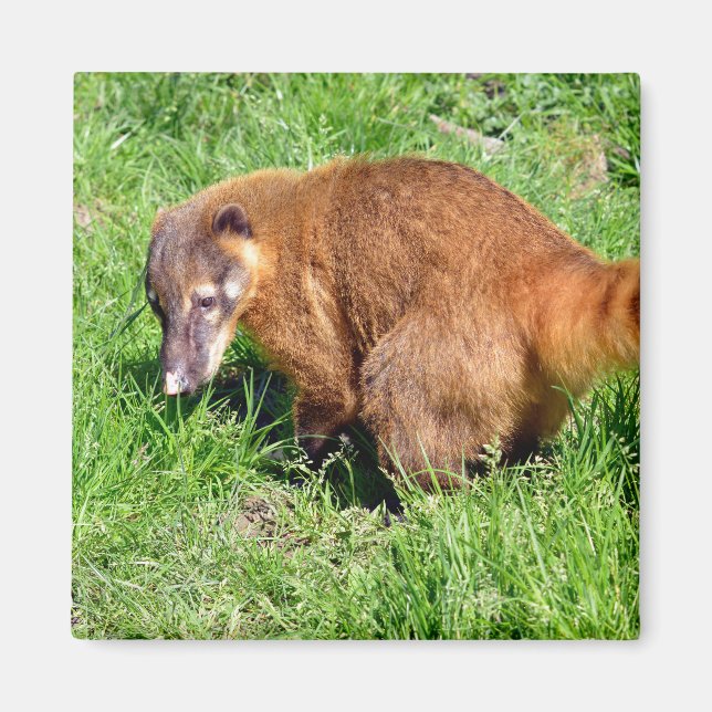 Aimant Coati à queue de ceinture sur l'herbe (Devant)