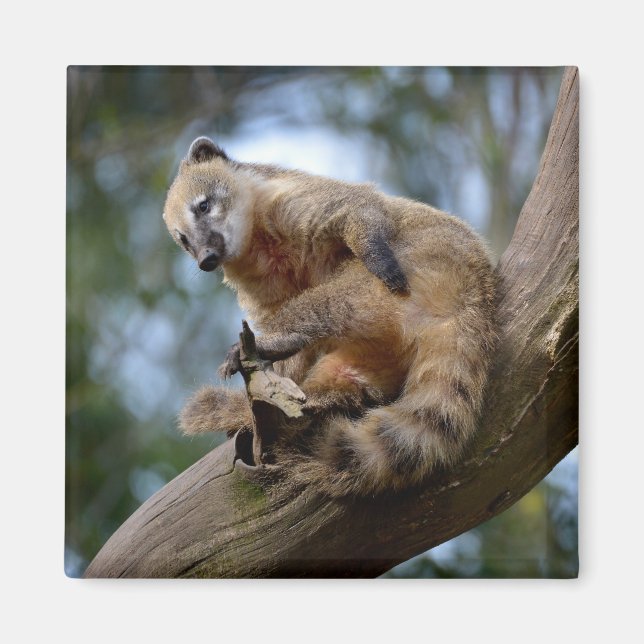 Aimant Coati sud-américain en succursale (Devant)