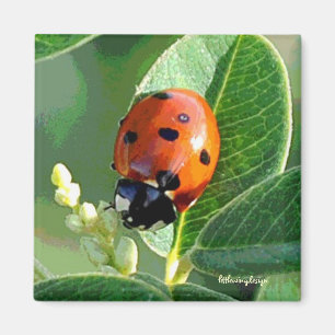 Aimant Coccinelle de coccinelle