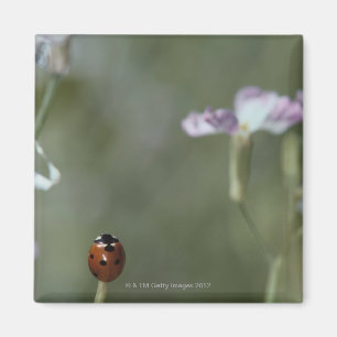 Aimant Coccinelle sur la tige