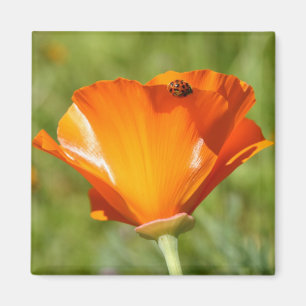 Aimant Coccinelle sur l'aimant de pavot