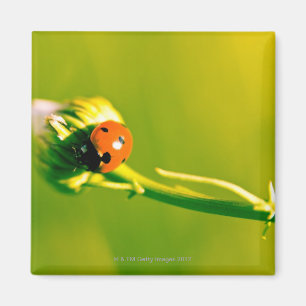 Aimant Coccinelle sur le brin